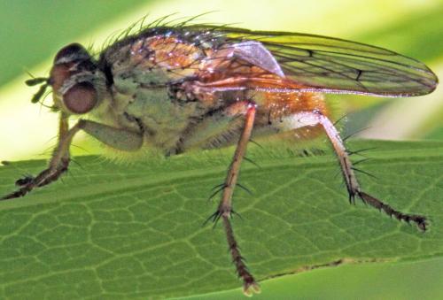 Réf. 326 721 : Scathophaga stercoraria